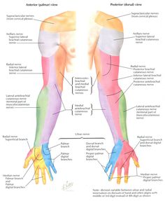 Upper Limb Anatomy, Nerve Anatomy, Drawing Arms, Sensory Nerves, Peripheral Nerve