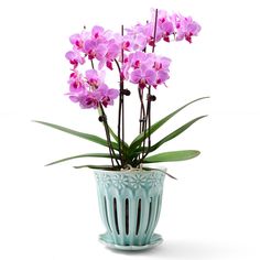 purple orchids in a blue vase on a white background