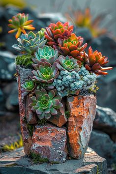 there are many succulents growing out of the rocks in this planter