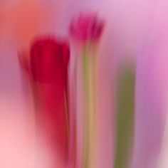 blurry photograph of three pink flowers with green stems in the foreground and one red flower on the right