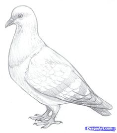 a pencil drawing of a pigeon sitting on the ground