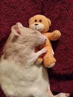 a white rat is holding a teddy bear on its back and it looks like he has fallen asleep