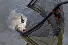 there is a fish in the water with a net on it's back and its mouth open