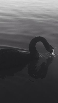 a black swan is swimming in the water