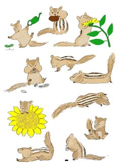 an image of squirrels and sunflowers in different positions