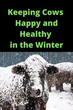 two cows covered in snow with the words keeping cows happy and healthy in the winter