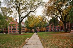 two dogs are walking down the sidewalk in front of some buildings and trees with leaves on them