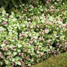 small pink and white flowers growing in the grass next to some green plants on the ground