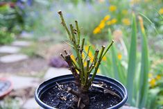 a small potted plant in the middle of a garden