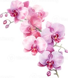 pink orchids on a white background with watercolor style painting effect by venetex