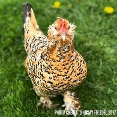 a close up of a chicken on some grass