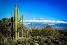 a large cactus in the desert with mountains in the backgrounnd and clouds in the sky