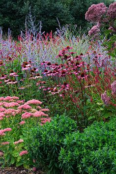 a garden filled with lots of different colored flowers