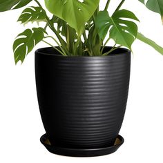 a potted plant with green leaves in it