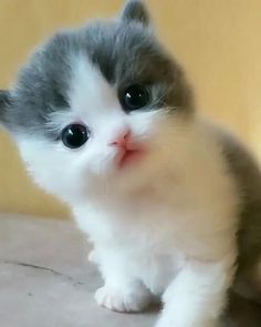 a small gray and white kitten sitting on top of a bed next to a wall