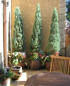 several potted plants on a patio next to a wooden table and bench with chairs