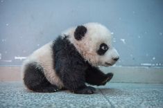 a small panda bear sitting on the ground with its paw up to it's face