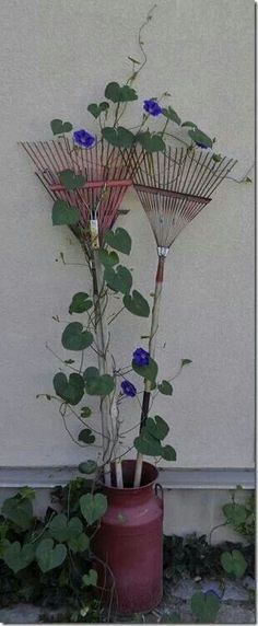 a tall plant with blue flowers in a red pot next to a white wall and green leaves