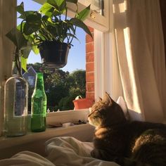 a cat sitting on a bed next to a window sill with a potted plant