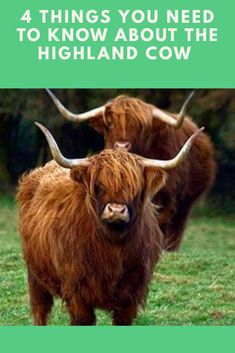 two brown cows with long horns are standing in the grass and text reads, 4 things you need to know about the highland cow