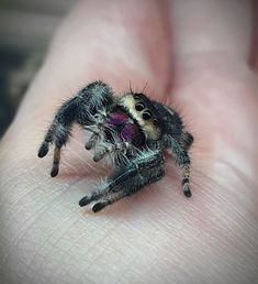 a close up of a person holding a small spider