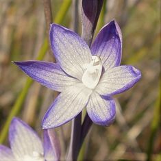 purple and white flower with water droplets on it