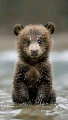 Wild Animals Photography, Love Wishes, Bear Cub, Incredible Creatures, Super Cute Animals, Cute Animal Photos, Cute Animal Pictures