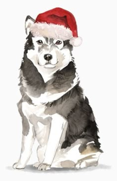 a dog wearing a santa hat sitting down