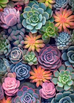 many different colored succulents are arranged in the shape of a flower arrangement