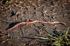 a worm on the ground with grass and dirt