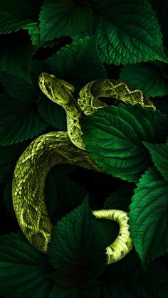 a green snake curled up on top of some leafy plants with leaves around it