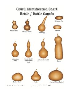 an image of different types of gourd identification chart for ketlle / bottle gourds