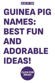 the words guinea pig names best fun and adorable ideas are shown in purple on a white background