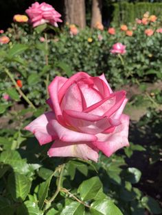 a pink rose is blooming in a garden