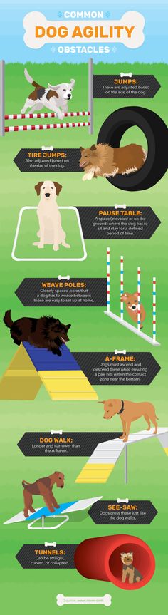 an info poster showing the different types of dogs and how they can be used to train them