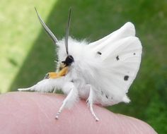 a white moth with black dots on it's wings and the caption, nothing to see here just me being cute