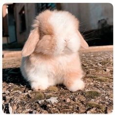 a small white and brown rabbit sitting on top of a dirt ground next to a building