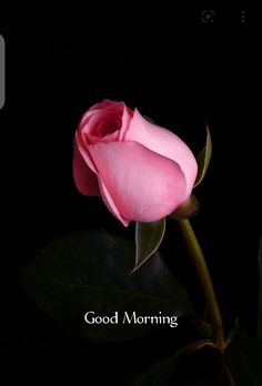 a pink rose with the words good morning on it