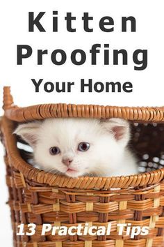 a white kitten sitting in a basket with the words kitten proofing your home on it