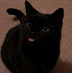 a black cat sitting on the floor with its tongue hanging out and looking at the camera