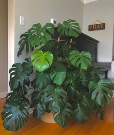 a plant in a pot on the floor next to a piano