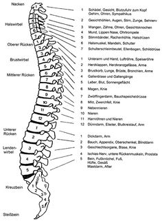 the back view of a human skeleton with all its bones labeled in black and white