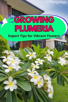 flowers growing in front of a house with the words growing plumeria expert tips for vibrant flowers