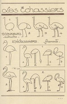 an image of different types of flamingos in the style of engravings and etchings