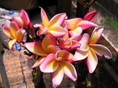 a bunch of pink and yellow flowers sitting on top of a wooden table next to a brick walkway