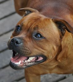 a close up of a dog with it's mouth open and tongue hanging out