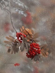 red berries are hanging from the branch of a tree in front of a rain soaked window