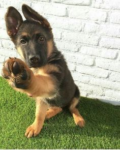 a german shepherd puppy sitting in the grass with its paw up