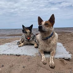 two dogs are sitting on the sand at the beach