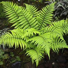 green ferns and other plants in the woods